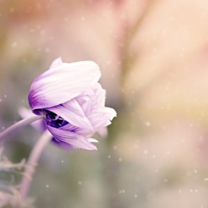 anemone, flower, violet-white